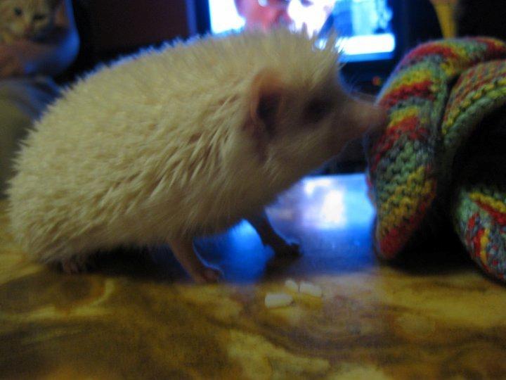 Pindsvin Aslan billede 5