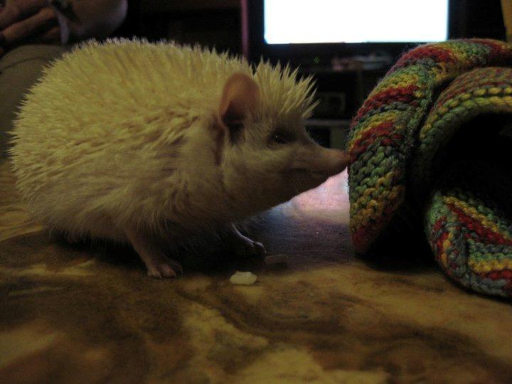 Pindsvin Aslan billede 6