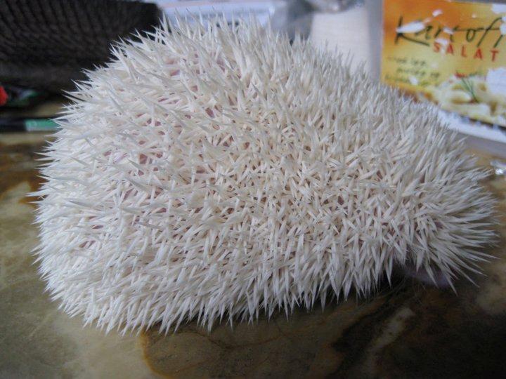 Pindsvin Aslan billede 7