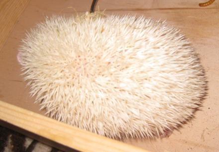 Pindsvin Aslan billede 8