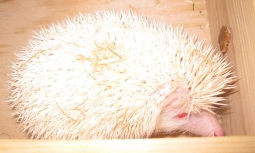 Pindsvin Aslan billede 9