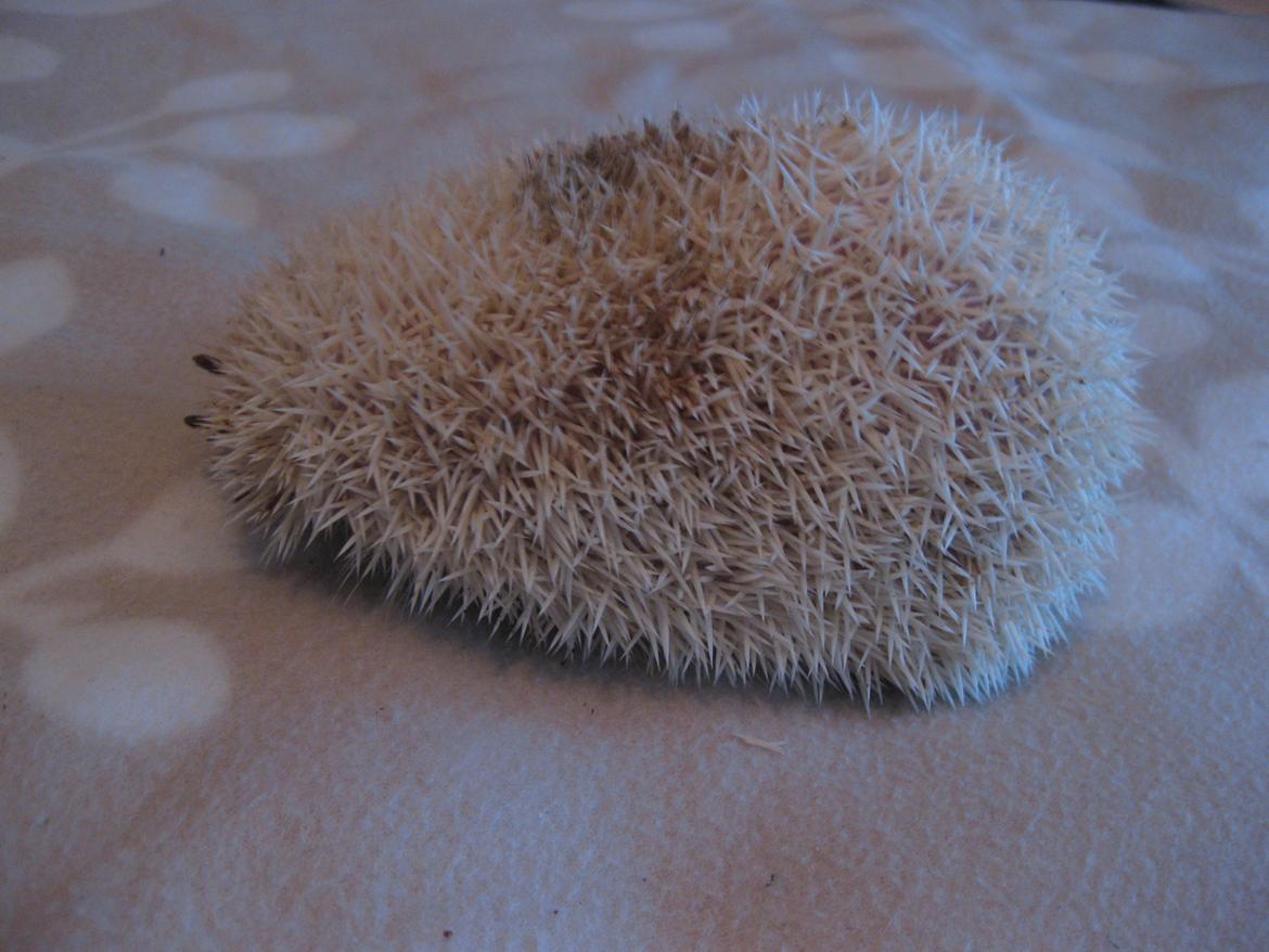 Pindsvin Aslan billede 10