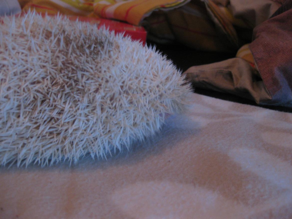 Pindsvin Aslan billede 11