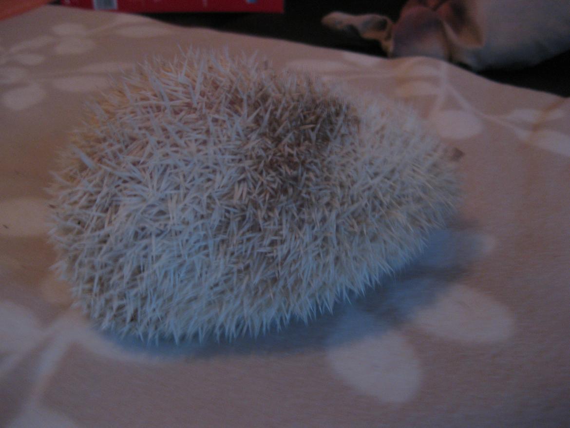 Pindsvin Aslan billede 12