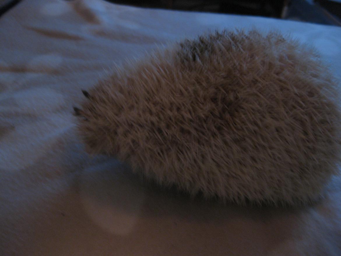 Pindsvin Aslan billede 13