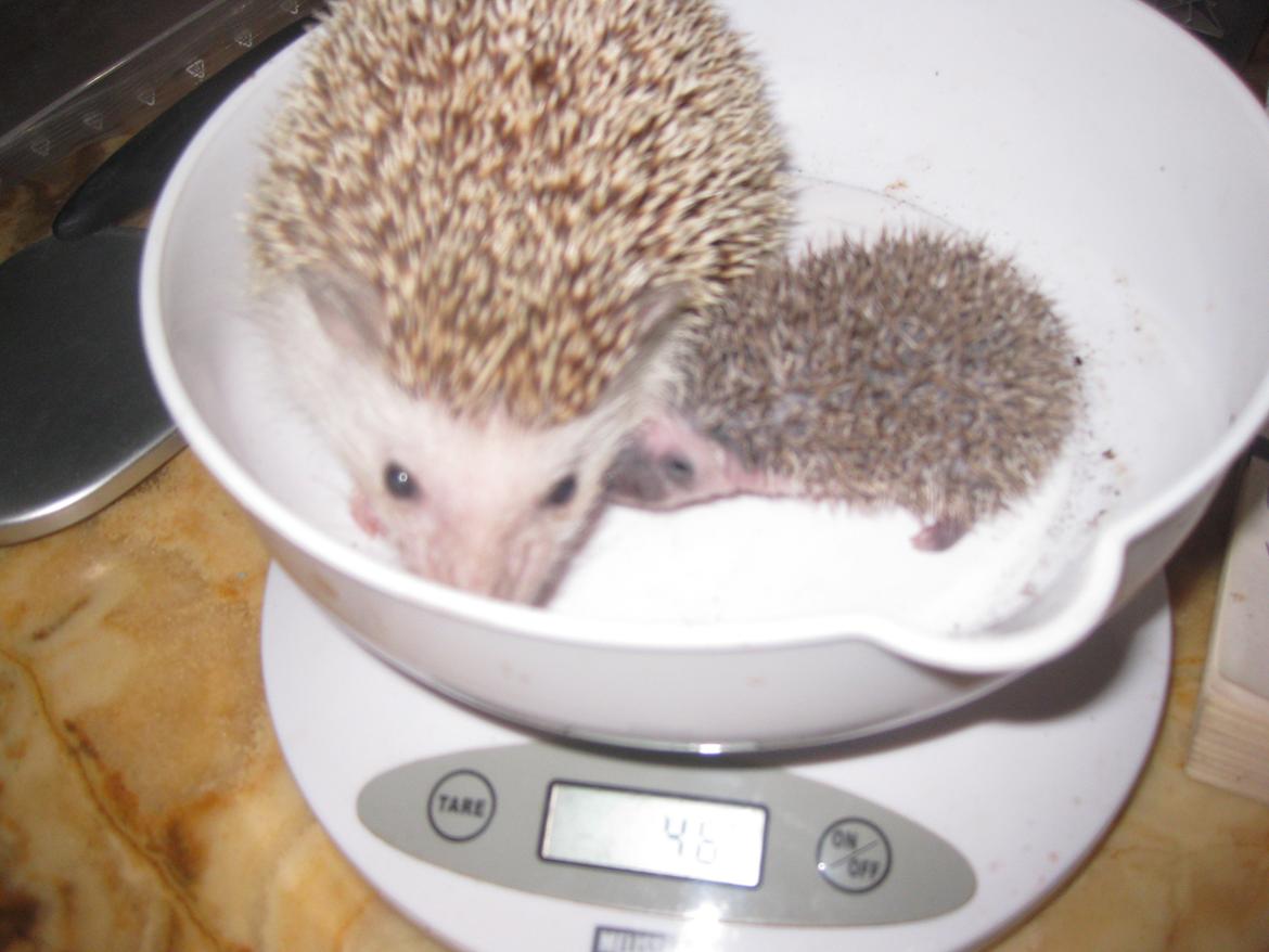 Pindsvin Viola billede 1