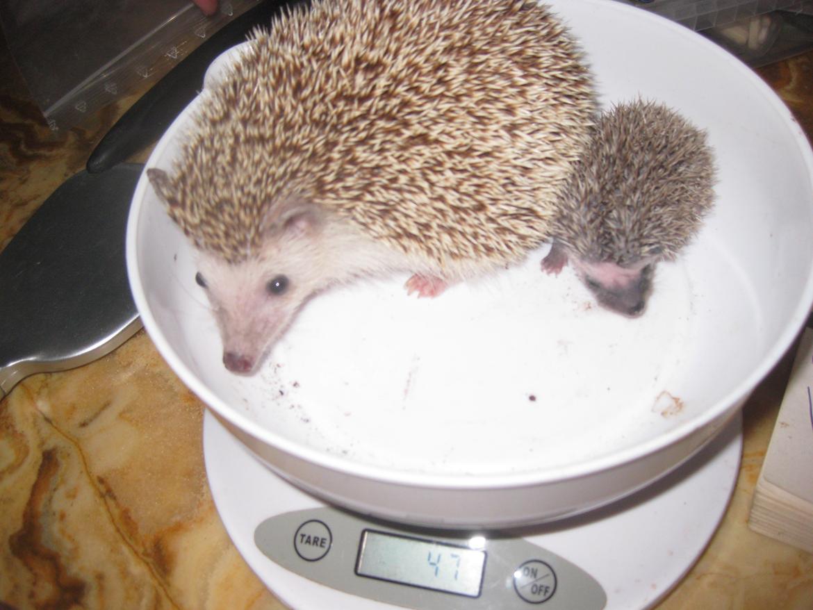 Pindsvin Viola billede 2