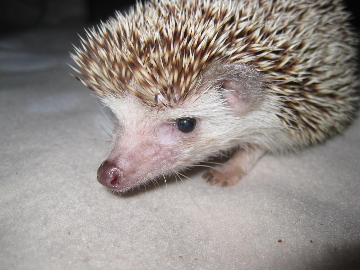 Pindsvin Viola billede 3