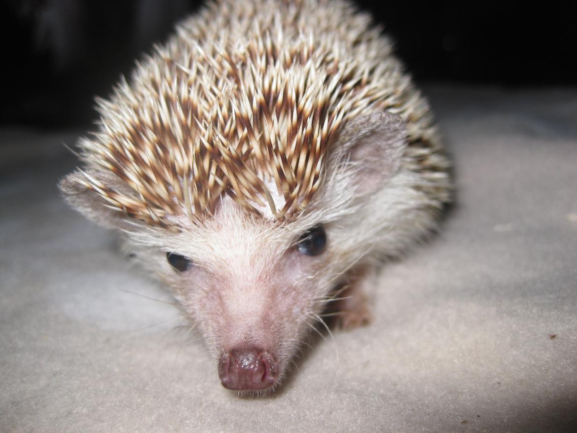 Pindsvin Viola billede 4