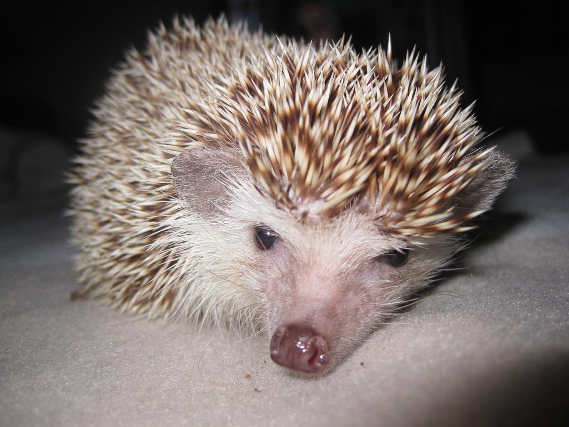 Pindsvin Viola billede 5