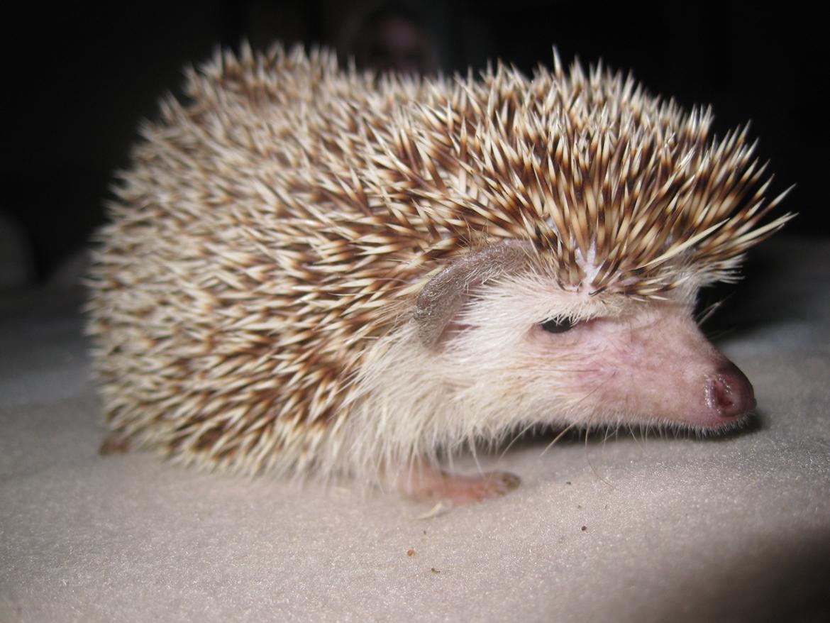 Pindsvin Viola billede 6