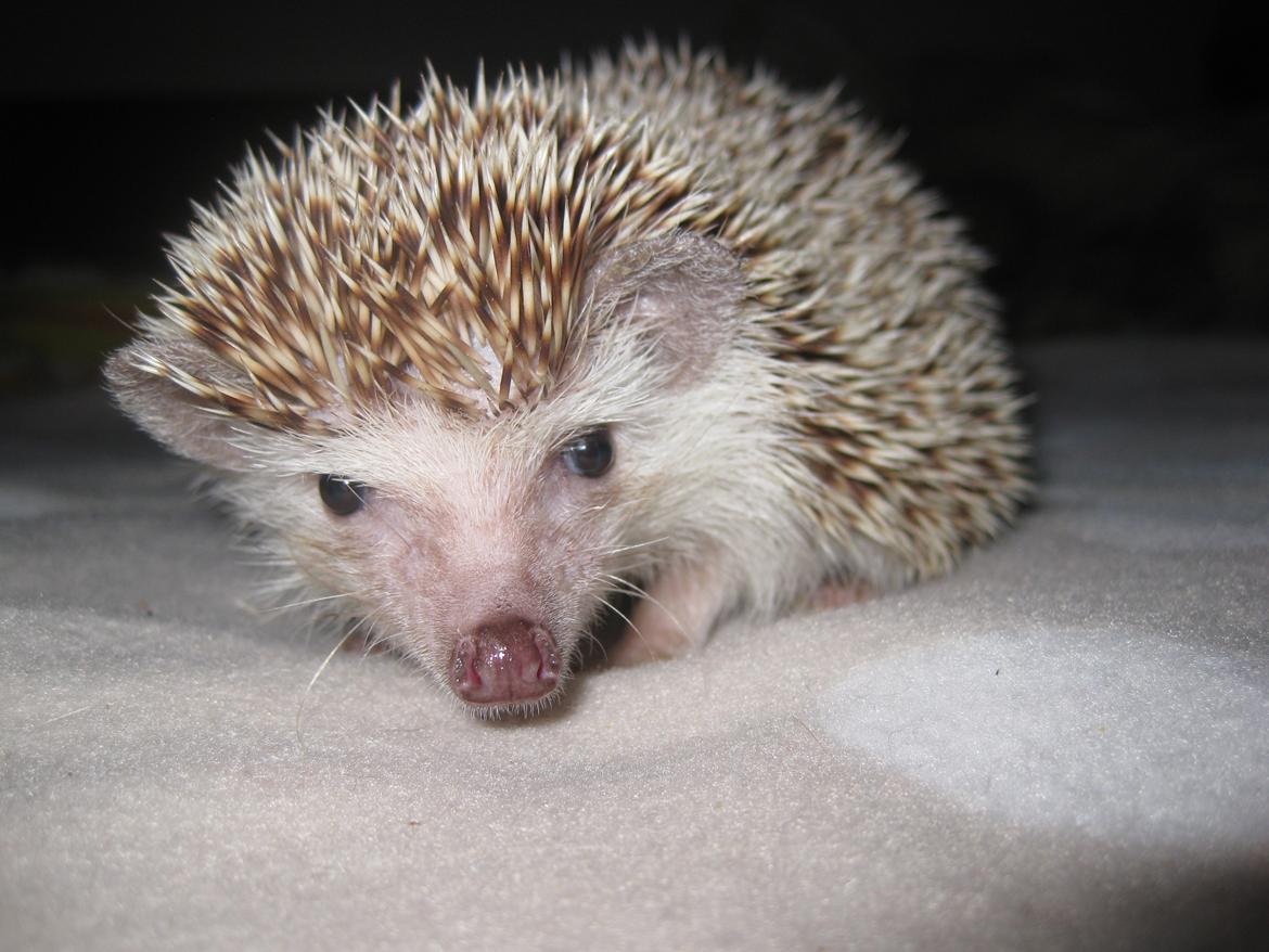 Pindsvin Viola billede 7