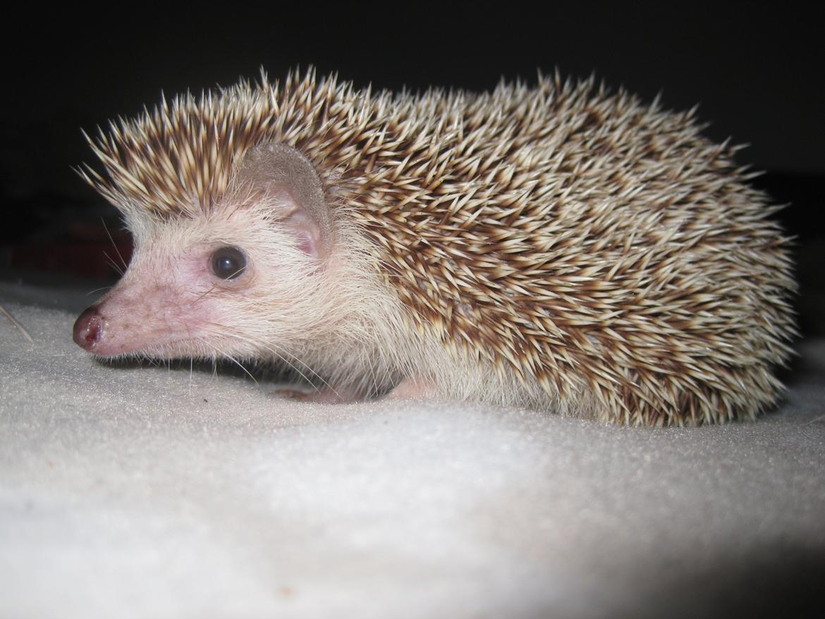 Pindsvin Viola billede 8