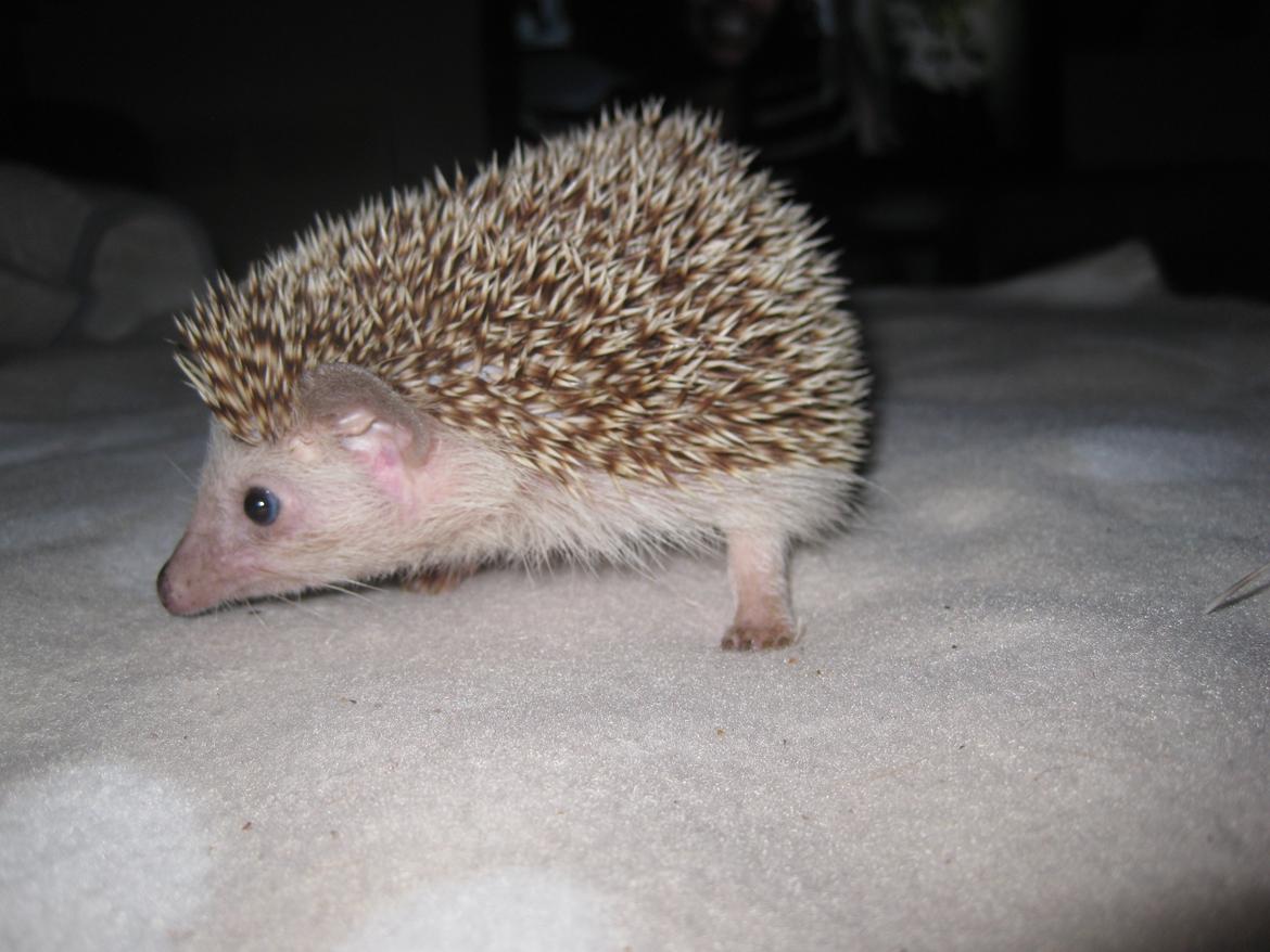 Pindsvin Viola billede 9