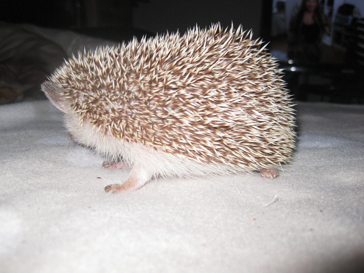 Pindsvin Viola billede 10