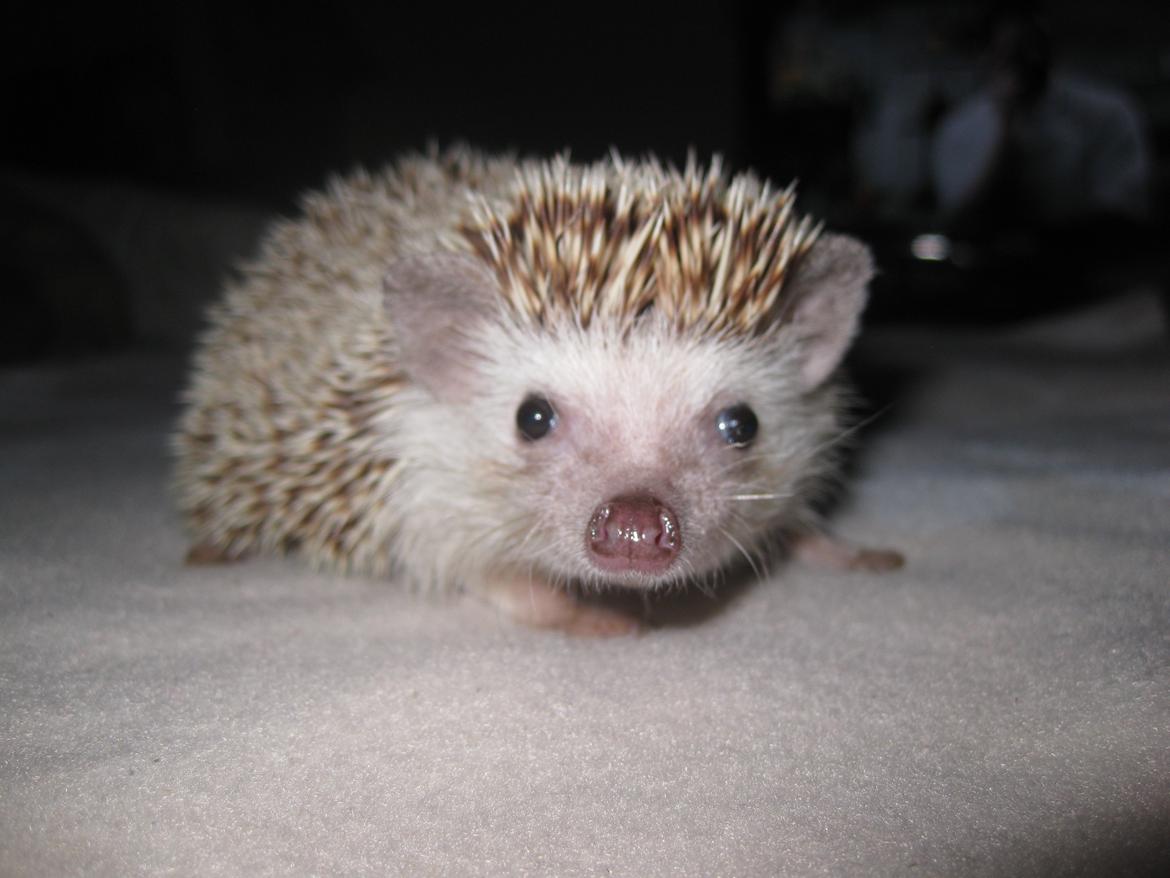 Pindsvin Viola billede 11