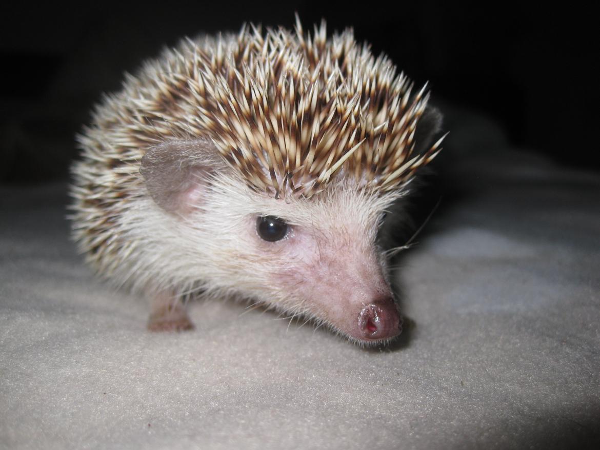 Pindsvin Viola billede 12