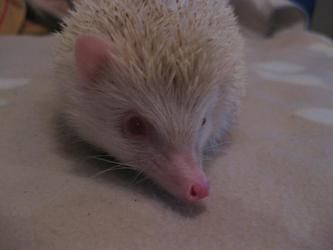 Pindsvin Snehvide billede 1