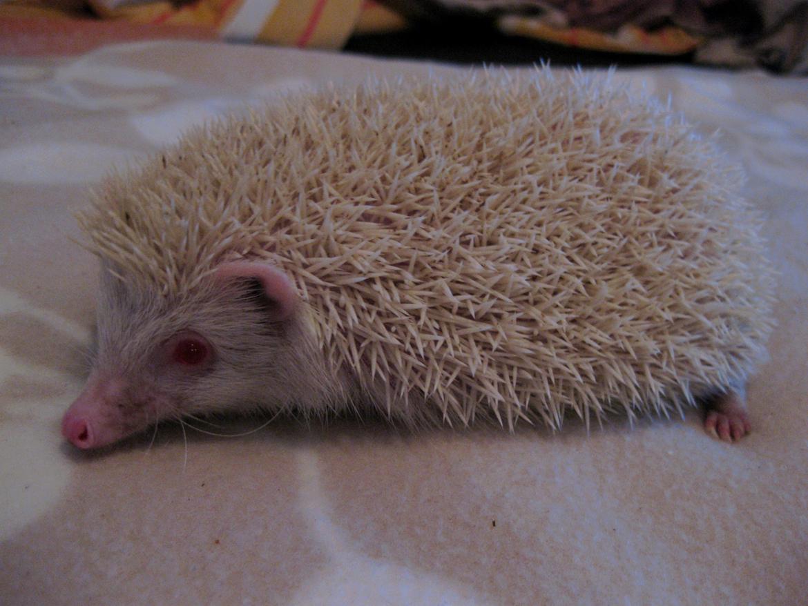 Pindsvin Snehvide billede 2