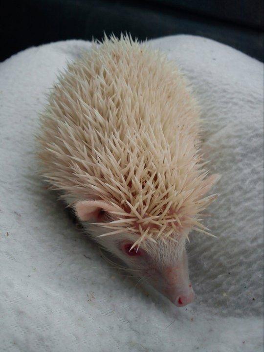 Pindsvin Snehvide billede 3