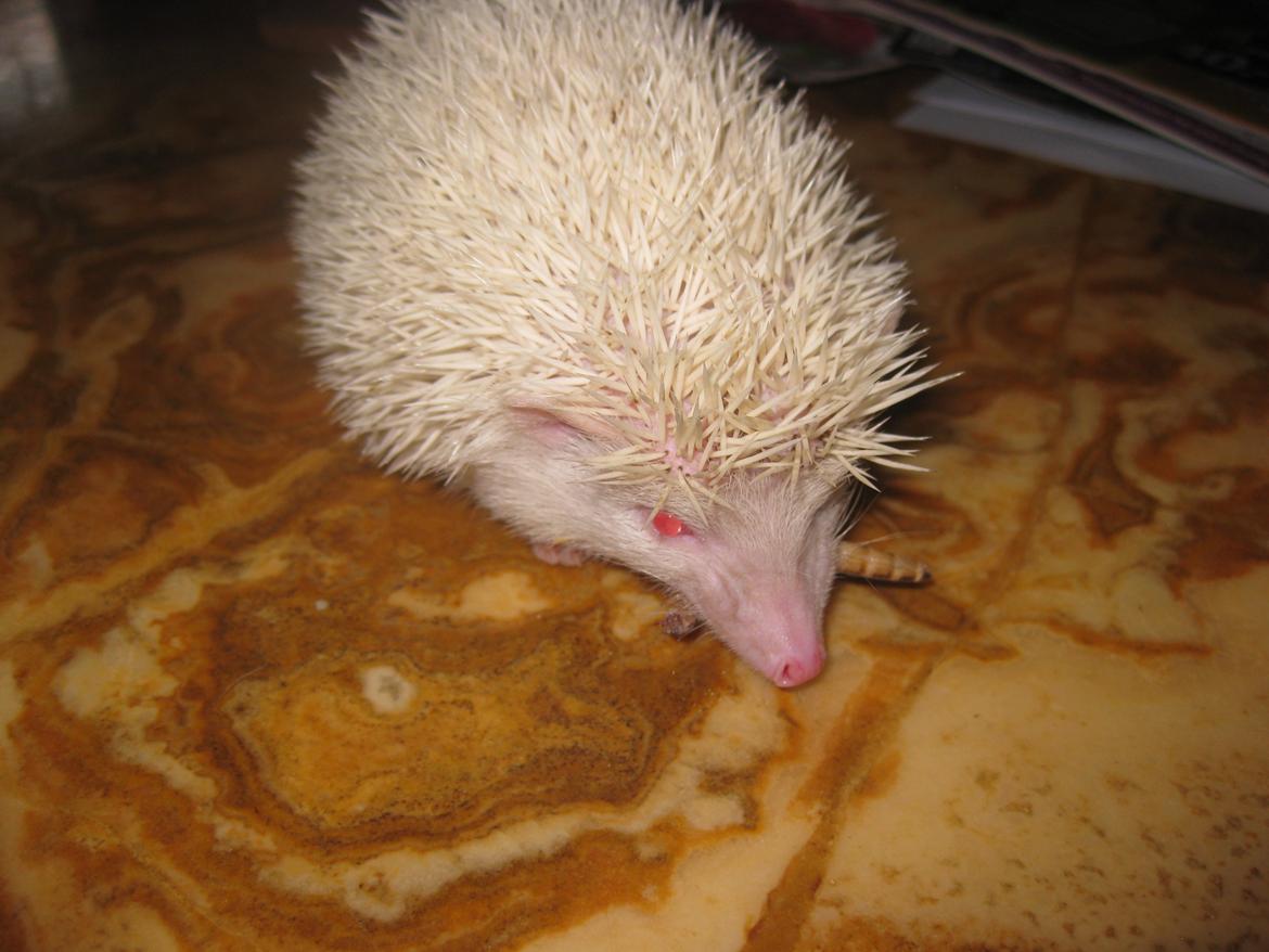 Pindsvin Snehvide billede 4