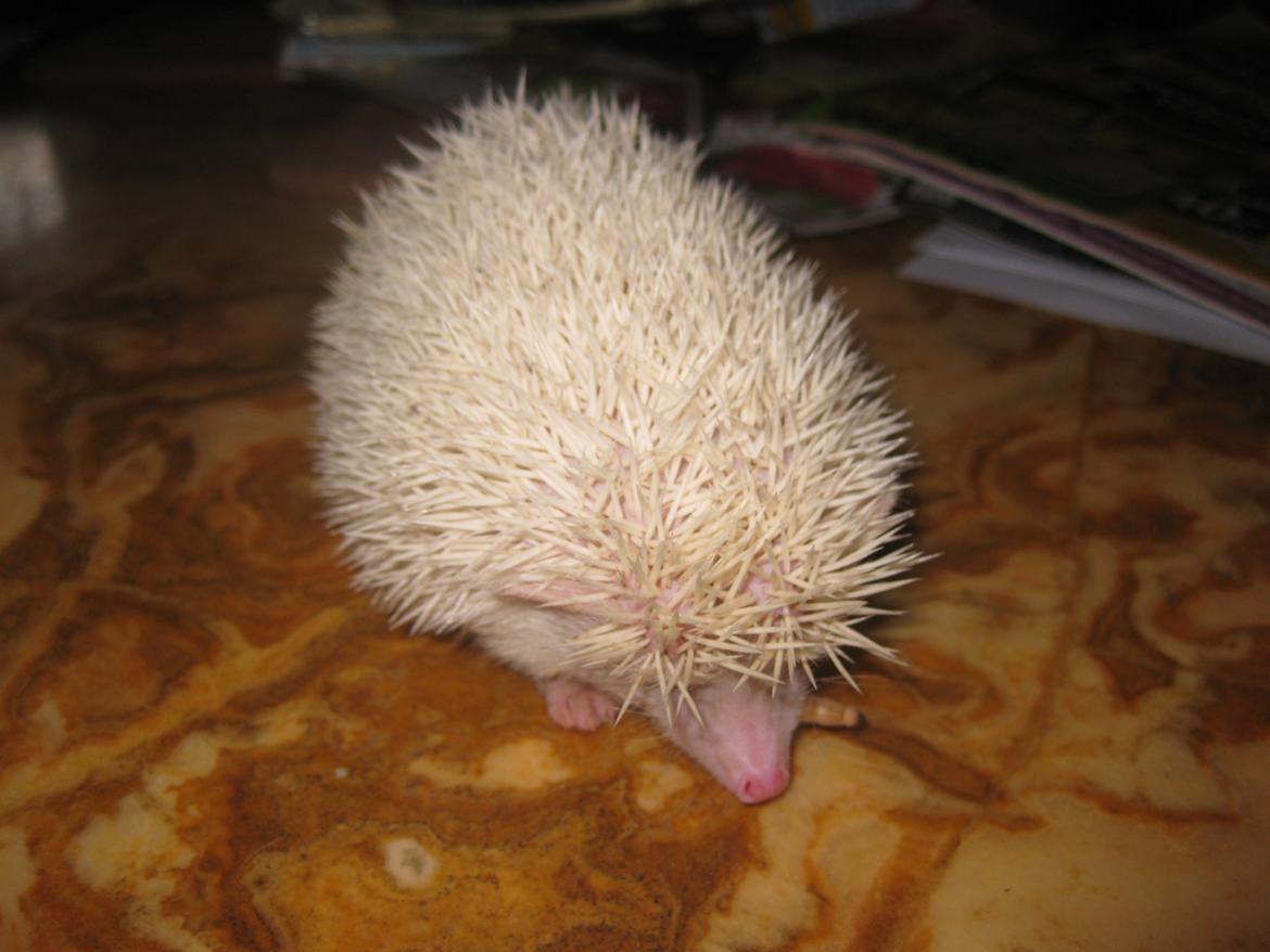 Pindsvin Snehvide billede 5