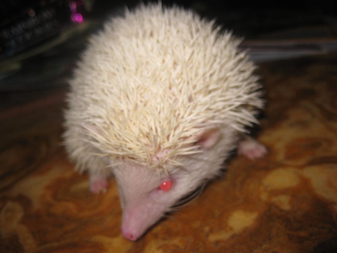 Pindsvin Snehvide billede 6