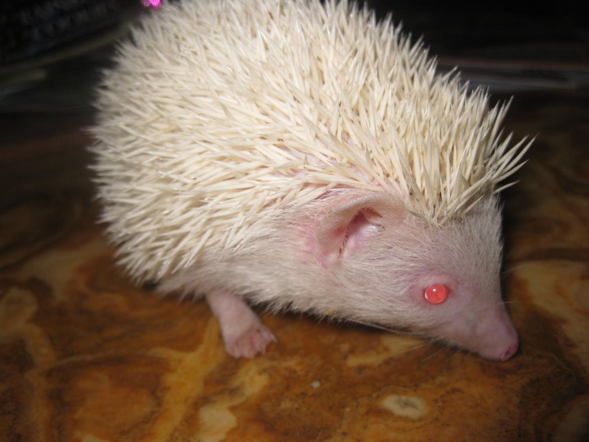 Pindsvin Snehvide billede 7