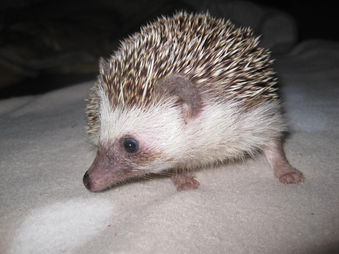 Pindsvin Tornerose billede 1