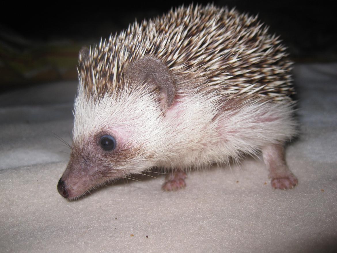 Pindsvin Tornerose billede 2