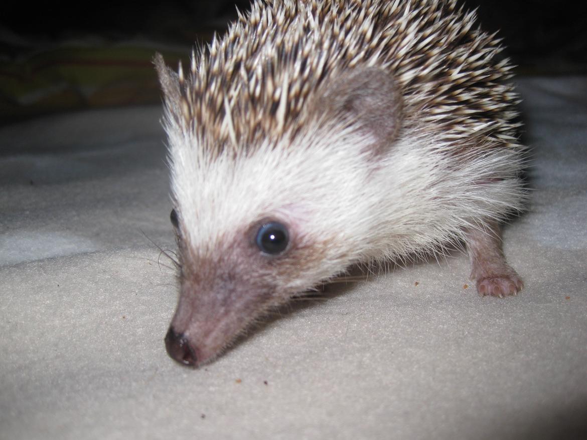 Pindsvin Tornerose billede 3