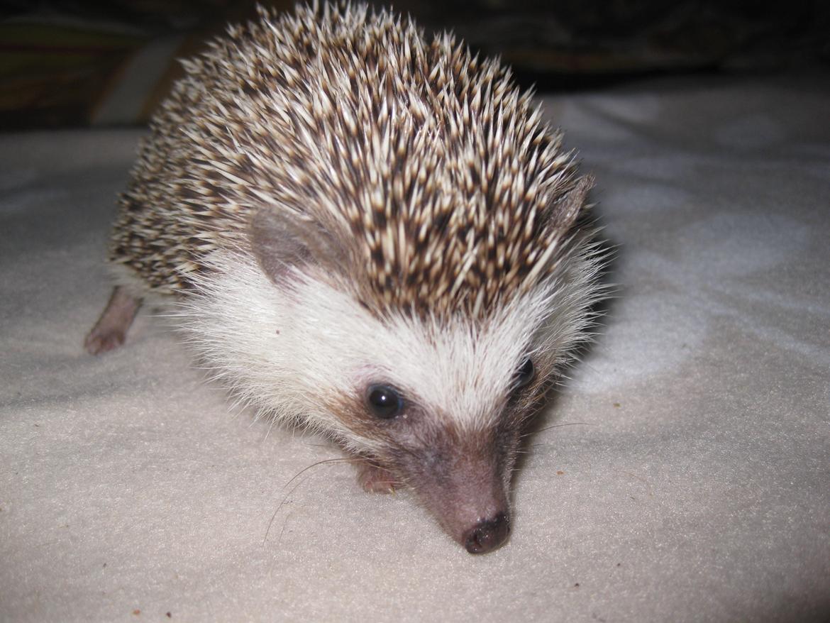 Pindsvin Tornerose billede 4