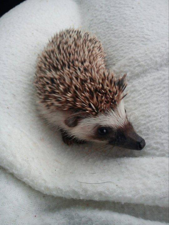 Pindsvin Tornerose billede 5