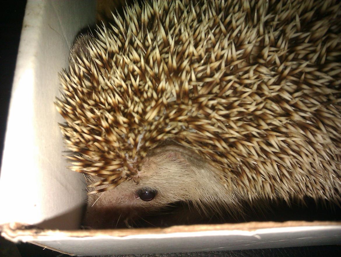 Pindsvin Viola billede 13