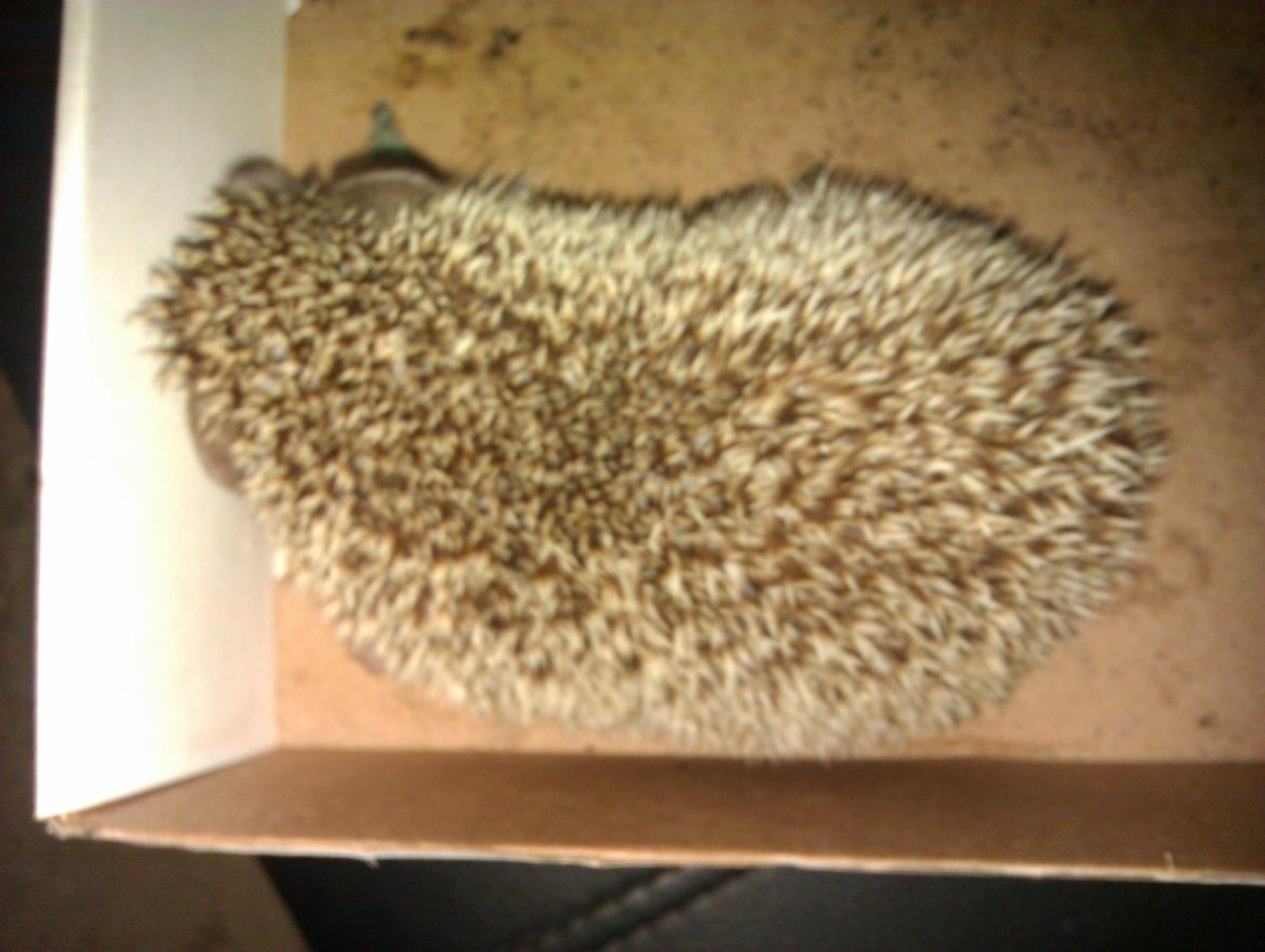 Pindsvin Viola billede 14