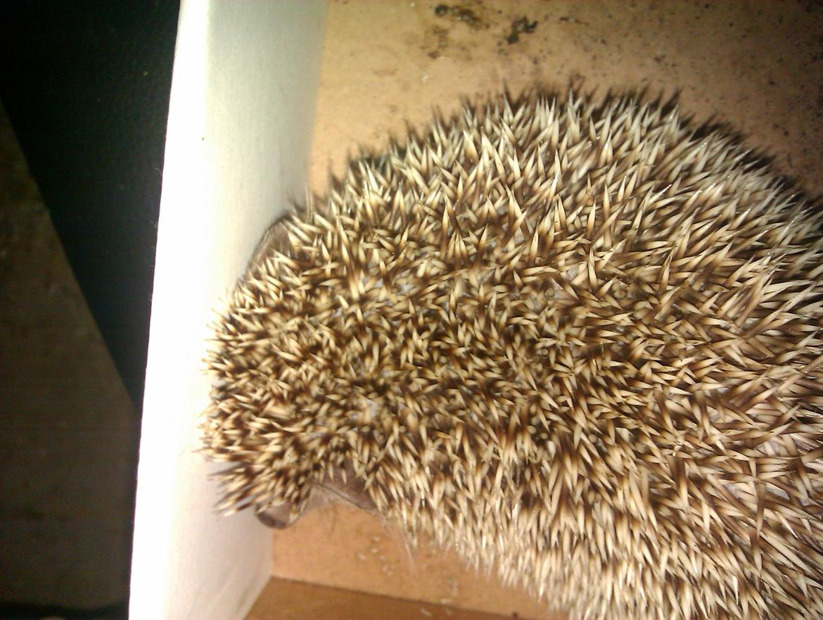 Pindsvin Viola billede 15