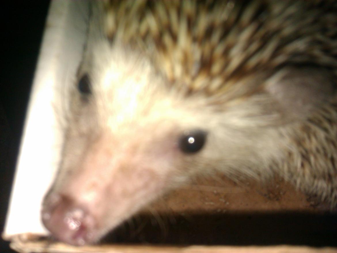 Pindsvin Viola billede 16