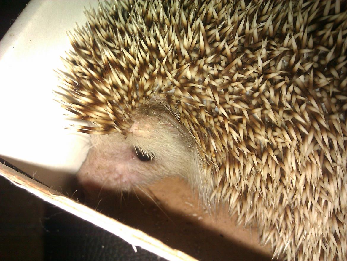 Pindsvin Viola billede 17