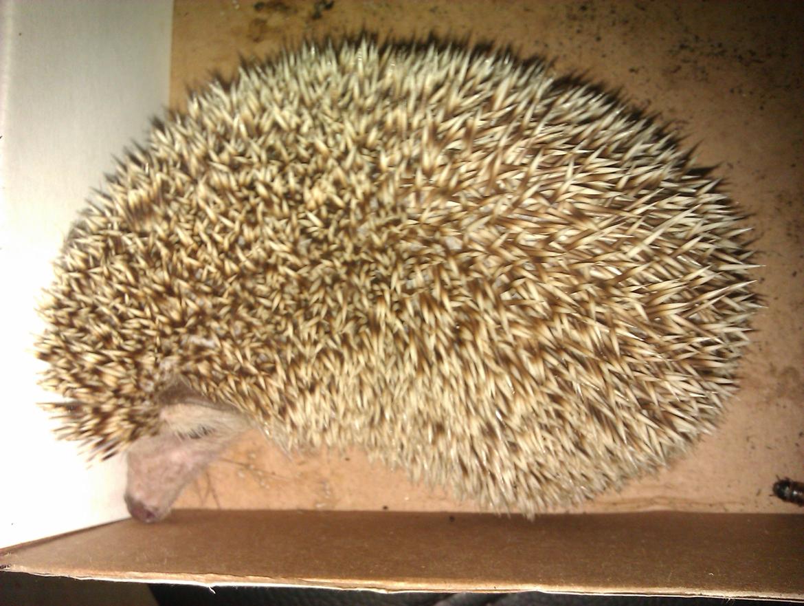 Pindsvin Viola billede 18