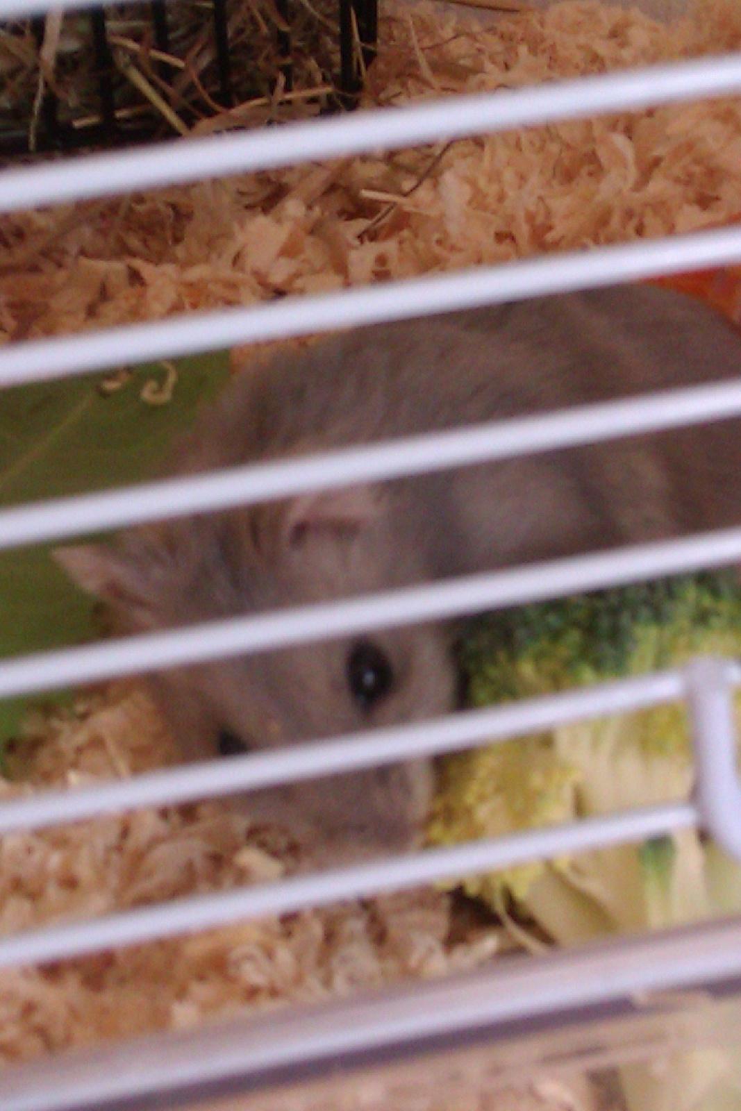 Dværghamster Minnie billede 10