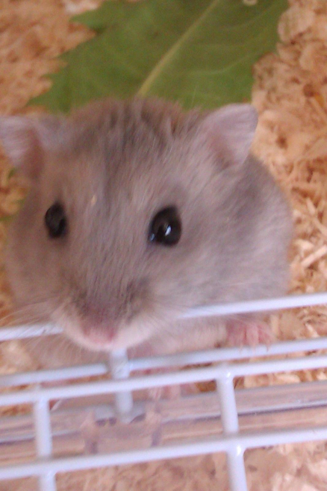 Dværghamster Minnie billede 11