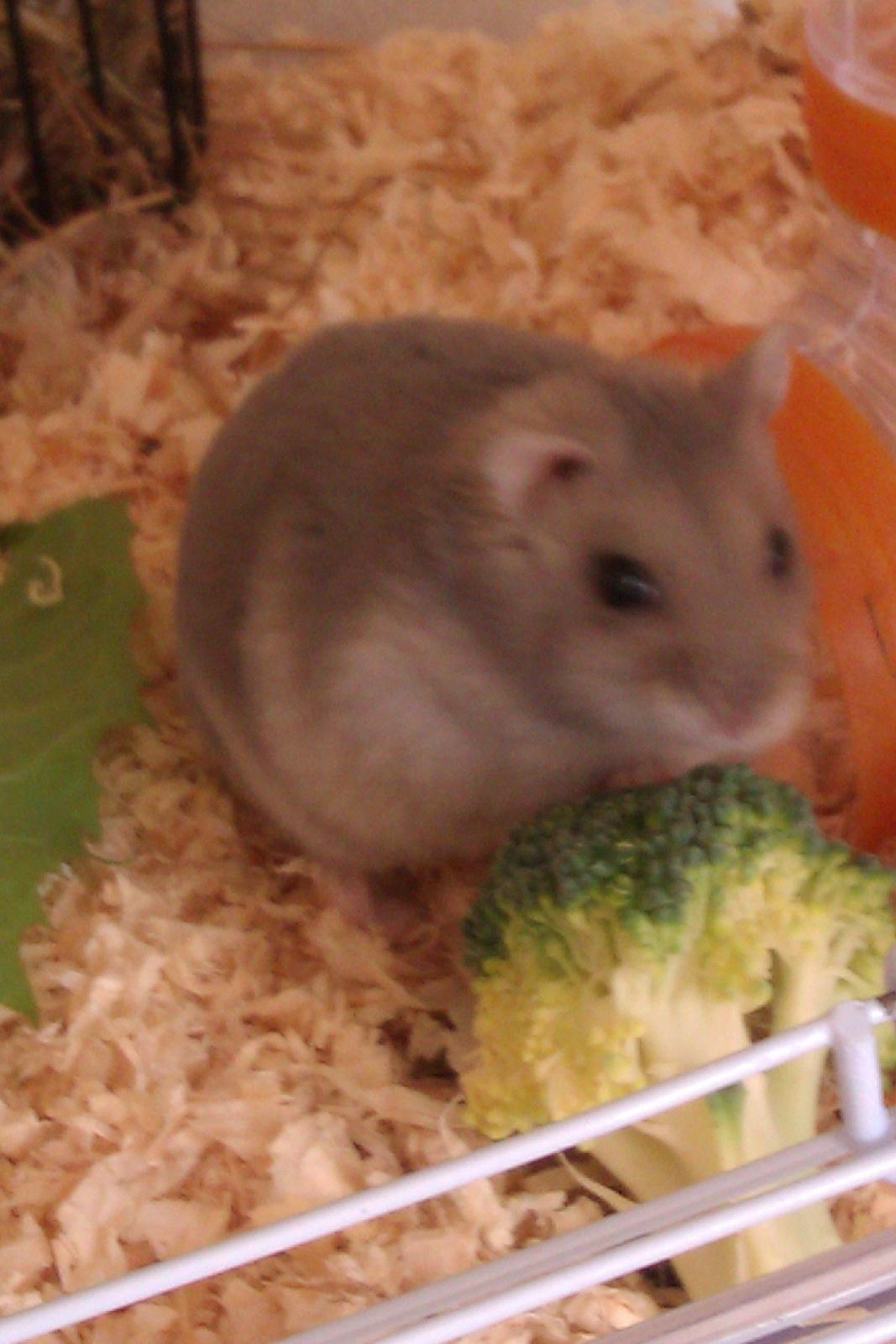 Dværghamster Minnie billede 12