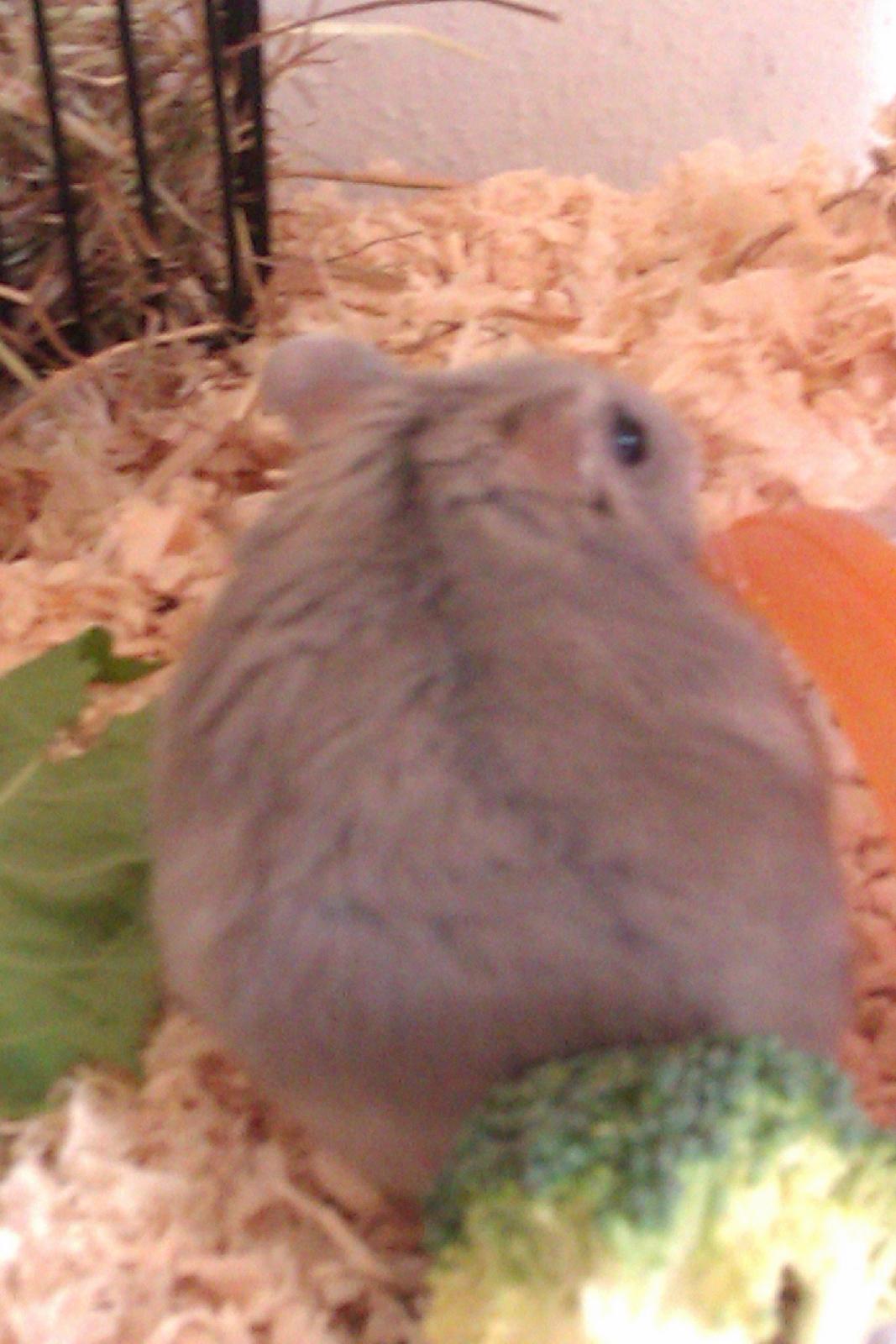 Dværghamster Minnie billede 13