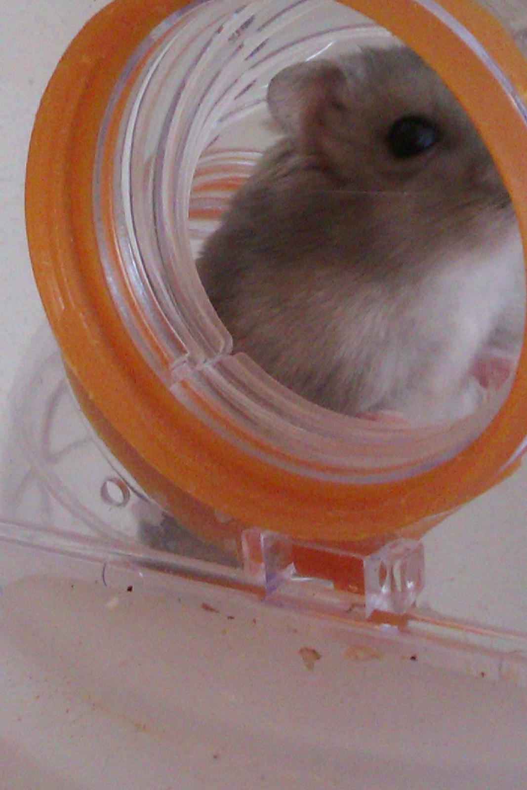 Dværghamster Minnie billede 14