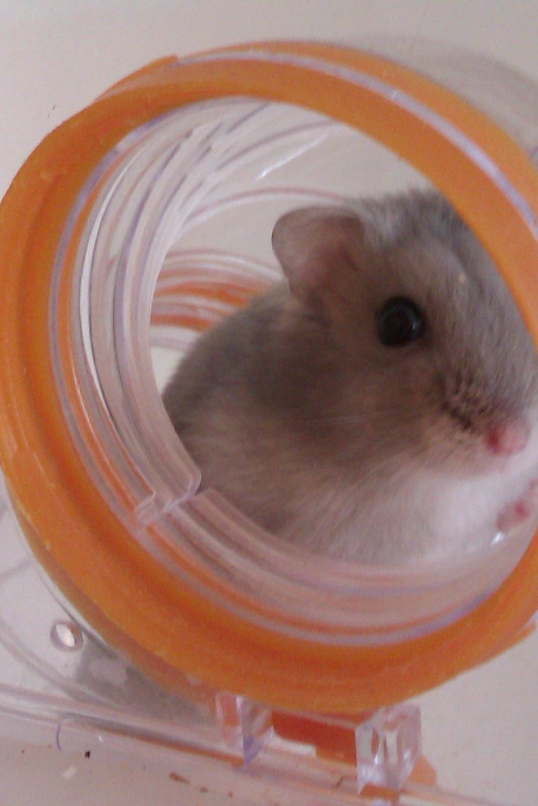 Dværghamster Minnie billede 15