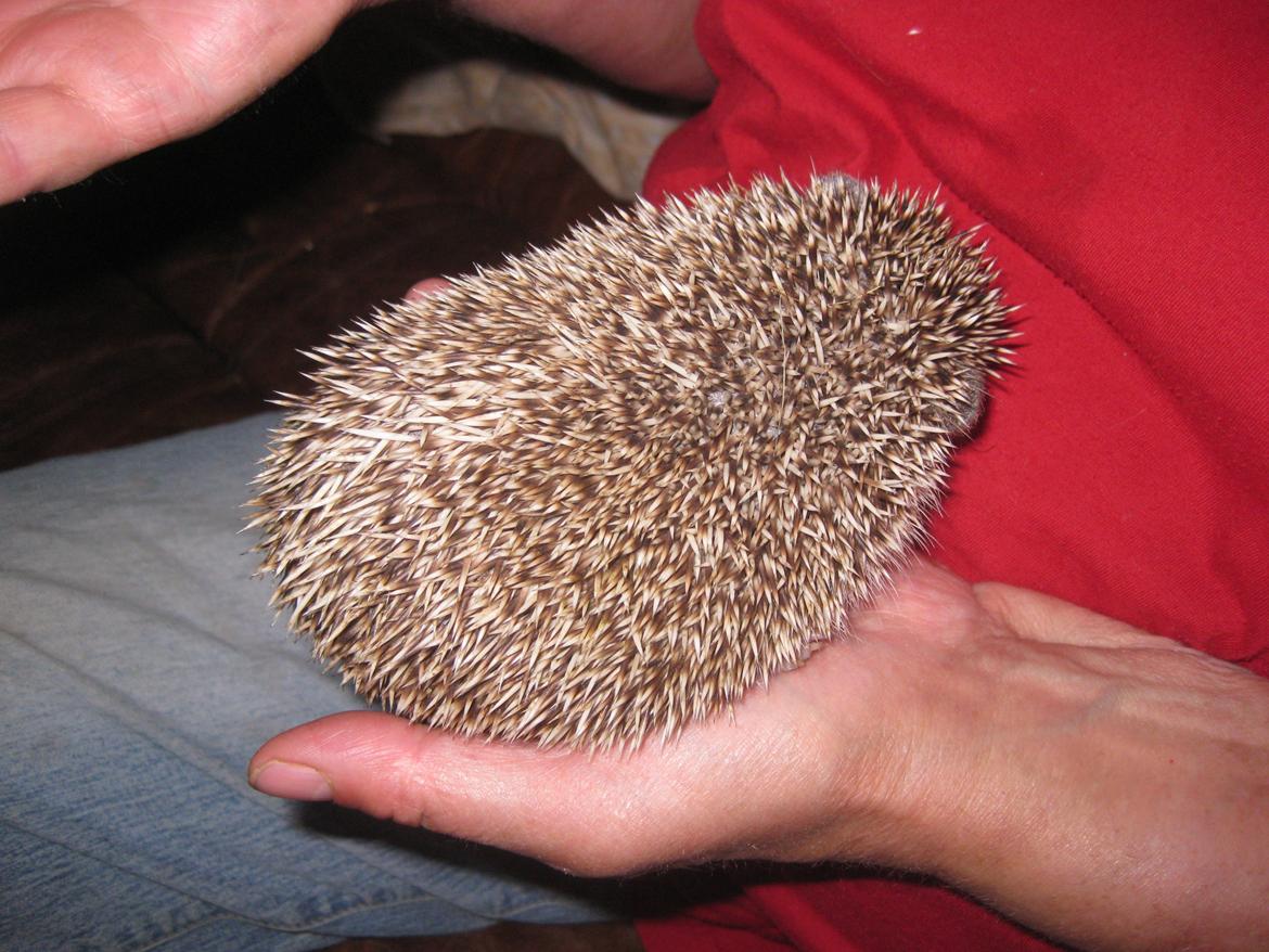 Pindsvin Tornerose billede 6