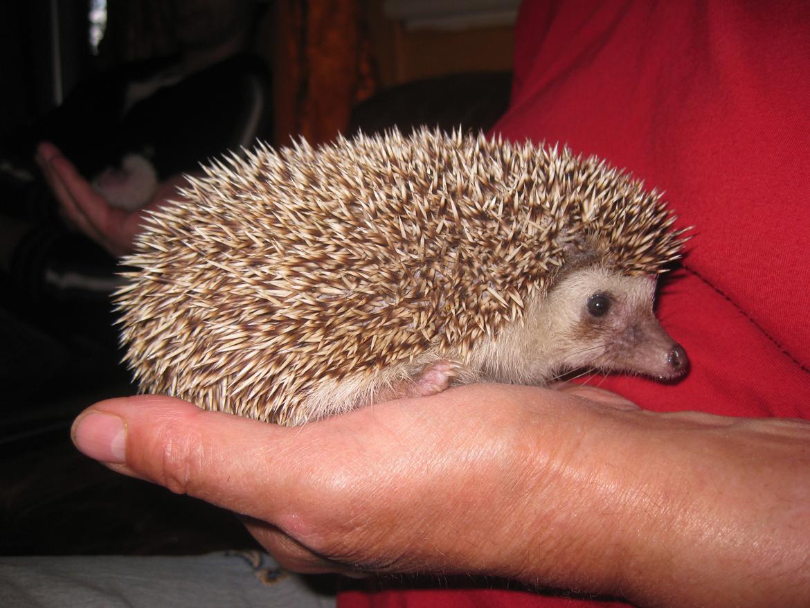 Pindsvin Tornerose billede 7