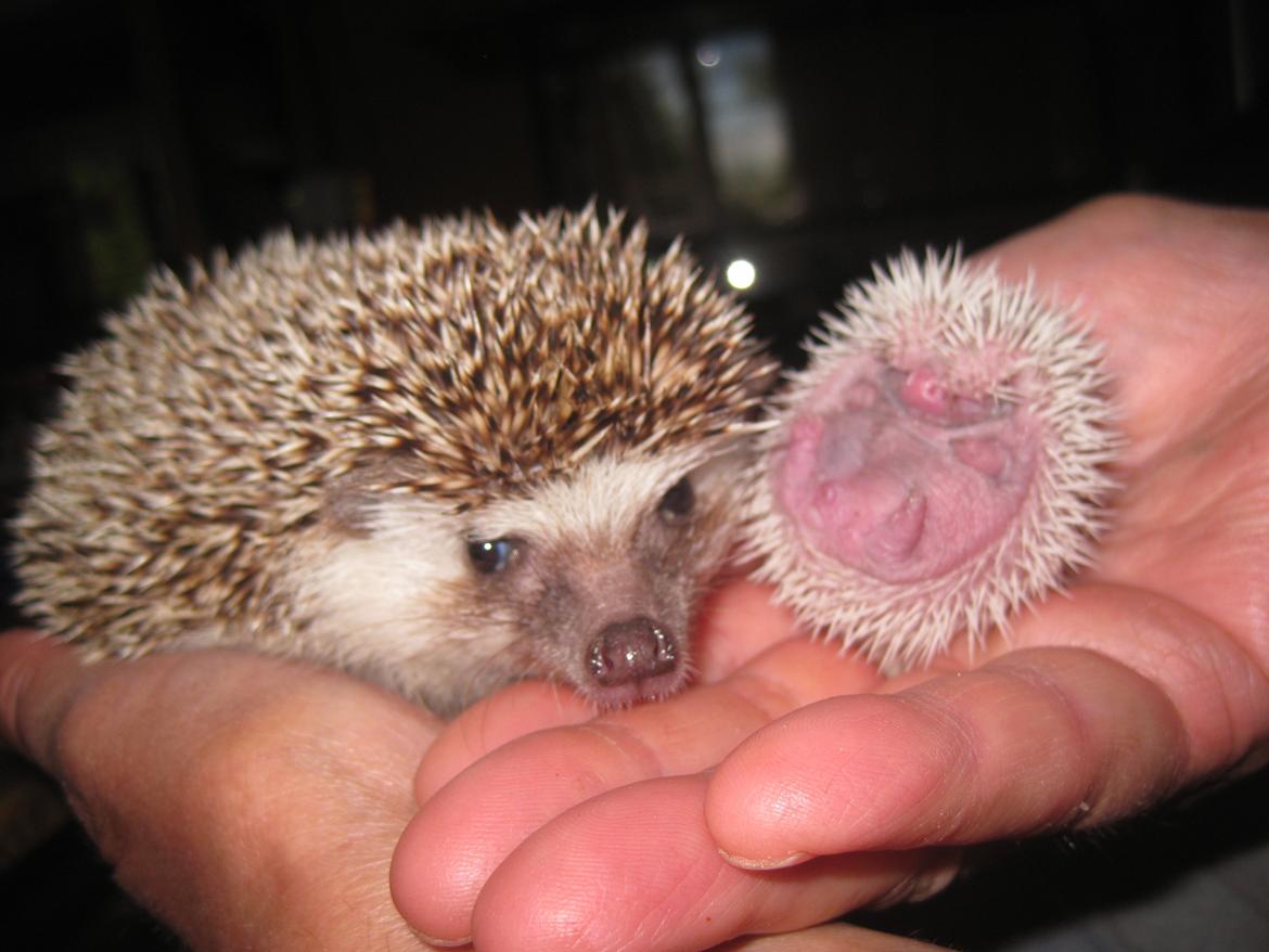 Pindsvin Tornerose billede 8