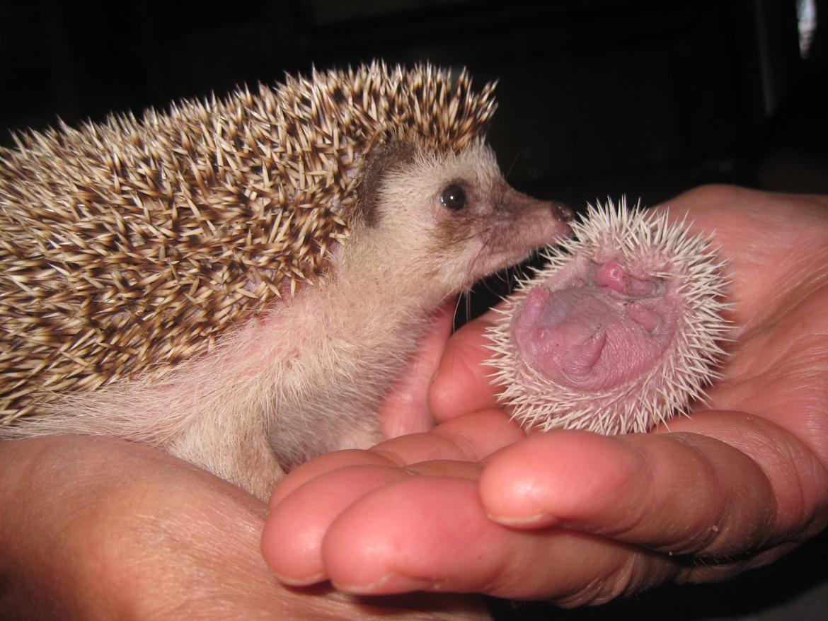 Pindsvin Tornerose billede 9