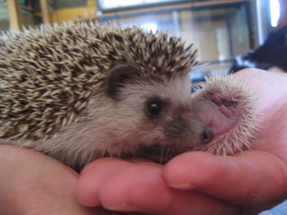 Pindsvin Tornerose billede 10